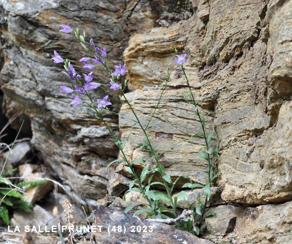 Bellflower, Rampion plant